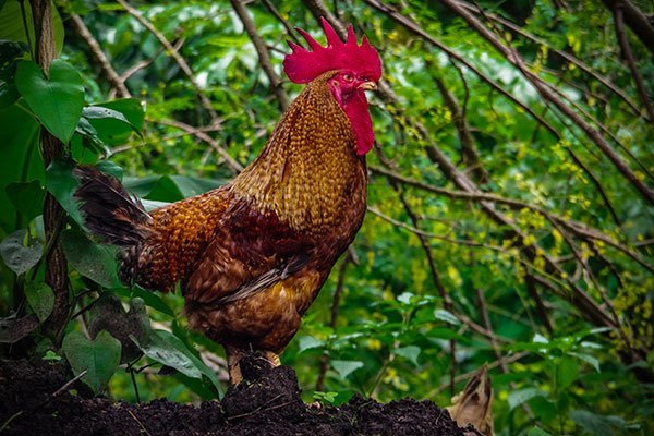 L'ascension de la position du coq.