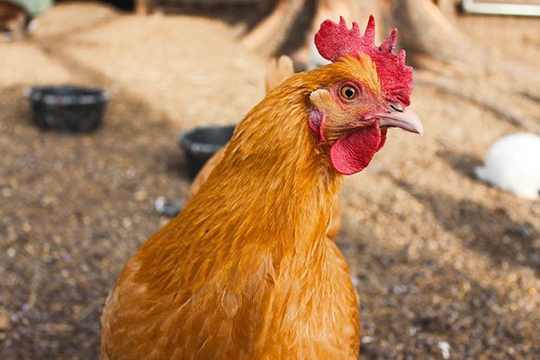 Le déclin du coq